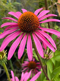 Attēlu rezultāti vaicājumam “Echinacea purpurea”
