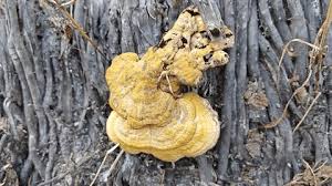 Attēlu rezultāti vaicājumam “Postia undosa”