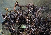 Attēlu rezultāti vaicājumam “Cetraria ericetorum”