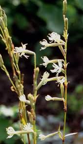 Attēlu rezultāti vaicājumam “Silene tatarica”