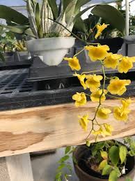 Attēlu rezultāti vaicājumam “Didymium aggregatum”