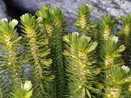 Attēlu rezultāti vaicājumam “Huperzia selago”