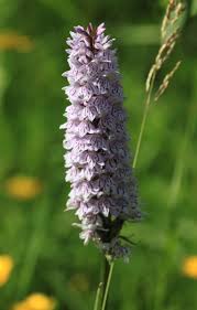 Attēlu rezultāti vaicājumam “Dactylorhiza fuchsii”