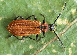 Attēlu rezultāti vaicājumam “Schizotus pectinicornis”