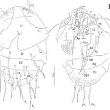 Attēlu rezultāti vaicājumam “Belbodamaeus sp.”