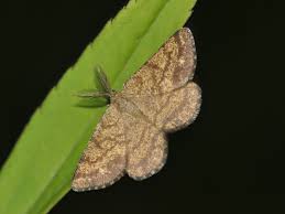 Attēlu rezultāti vaicājumam “Ematurga atomaria”