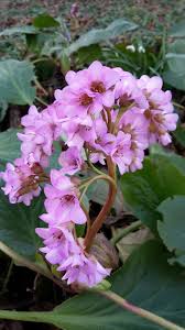 Attēlu rezultāti vaicājumam “Bergenia crassifolia”