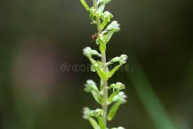 Attēlu rezultāti vaicājumam “Listera ovata flower”