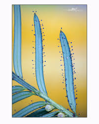 Attēlu rezultāti vaicājumam “Didymium proximum stalked”