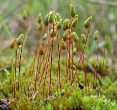 Attēlu rezultāti vaicājumam “Bryum bimum sporophyte”