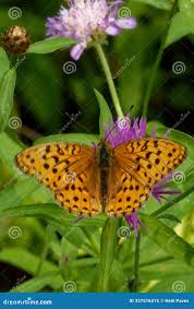 Attēlu rezultāti vaicājumam “Argynnis laodice female”