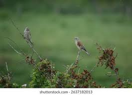 Attēlu rezultāti vaicājumam “Carduelis cannabina adult”