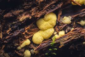 Attēlu rezultāti vaicājumam “Craterium minutum cf. var. brunneum macro”