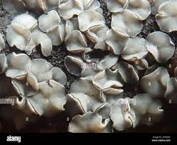 Attēlu rezultāti vaicājumam “Mollisia cinerea”