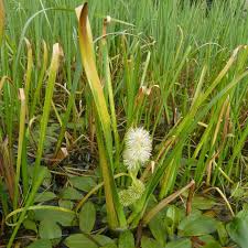 Attēlu rezultāti vaicājumam “Sparganiaceae”