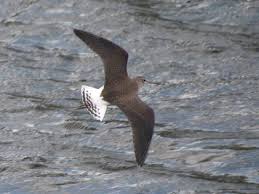 Attēlu rezultāti vaicājumam “Tringa ochropus”