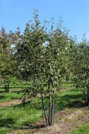 Attēlu rezultāti vaicājumam “Sorbus intermedia”