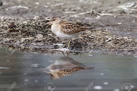 Image result for Calidris melanotos