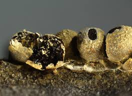 Attēlu rezultāti vaicājumam “Physarum, Nannengaella sp.”