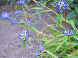 Attēlu rezultāti vaicājumam “Gentiana cruciata leaf”