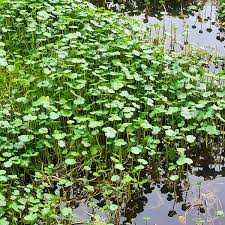 Attēlu rezultāti vaicājumam “Hydrocotyle vulgaris bud”