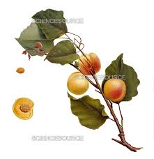 Attēlu rezultāti vaicājumam “Prunus armeniaca”