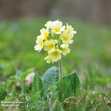 Attēlu rezultāti vaicājumam “Primula veris fruit”