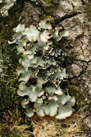 Attēlu rezultāti vaicājumam “Cetrelia olivetorum”