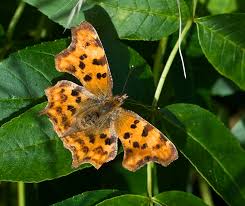 Attēlu rezultāti vaicājumam “Polygonia c-album underside”
