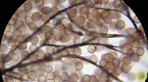 Attēlu rezultāti vaicājumam “Colloderma robustum macro”