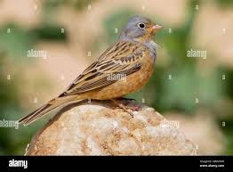 Image result for Emberiza caesia