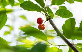 Attēlu rezultāti vaicājumam “Cerasus leaf”