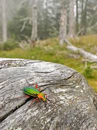 Attēlu rezultāti vaicājumam “Grynocharis oblonga”