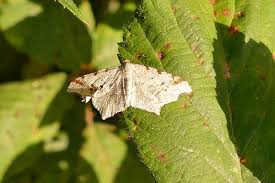 Attēlu rezultāti vaicājumam “Macaria alternata”