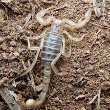 Attēlu rezultāti vaicājumam “Boreus”