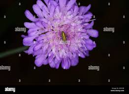 Attēlu rezultāti vaicājumam “Chrysanthia geniculata”