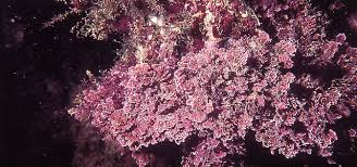 Attēlu rezultāti vaicājumam “Rhodophyta”