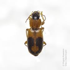 Attēlu rezultāti vaicājumam “Badister bullatus”