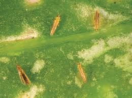 Attēlu rezultāti vaicājumam “Thysanoptera”