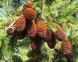 Attēlu rezultāti vaicājumam “Abies”