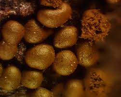 Attēlu rezultāti vaicājumam “Trichia contorta”