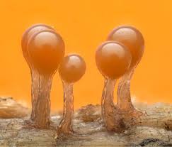 Attēlu rezultāti vaicājumam “Hemitrichia decipiens var. hemitrichoides”