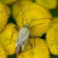Attēlu rezultāti vaicājumam “Adelphocoris lineolatus imago”