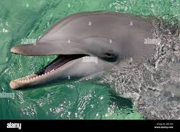Image result for Tursiops truncatus