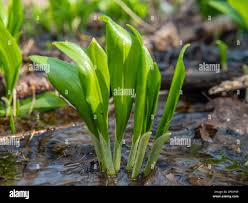 Attēlu rezultāti vaicājumam “Allium ursinum leaf”