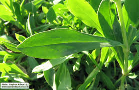 Attēlu rezultāti vaicājumam “Silene vulgaris leaf”