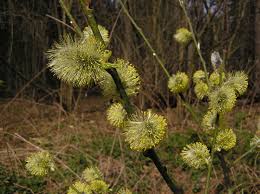 Attēlu rezultāti vaicājumam “Salix cinerea female flower”