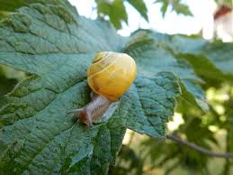 Attēlu rezultāti vaicājumam “Cepaea hortensis”