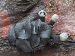 Attēlu rezultāti vaicājumam “Holwaya mucida”