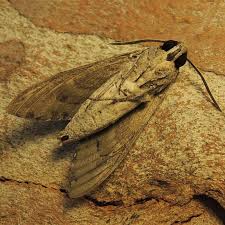 Attēlu rezultāti vaicājumam “Agrius convolvuli”